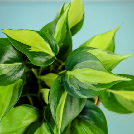 Philodendron scandens Brasil