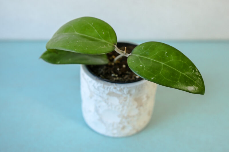 Hoya Erythrostemma
