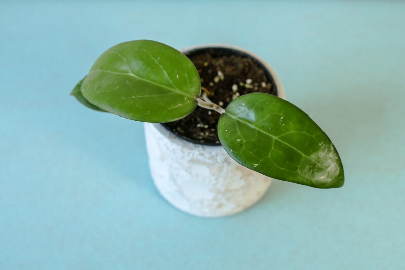 Hoya Erythrostemma Hoya Erythrostemma