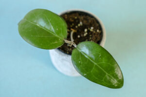 Hoya Erythrostemma