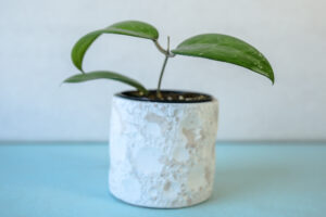 Hoya Erythrostemma