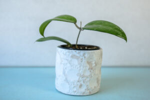 Hoya Erythrostemma