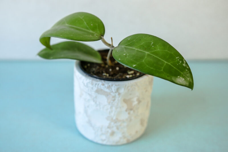 Hoya Erythrostemma