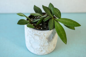 Hoya Burtoniae