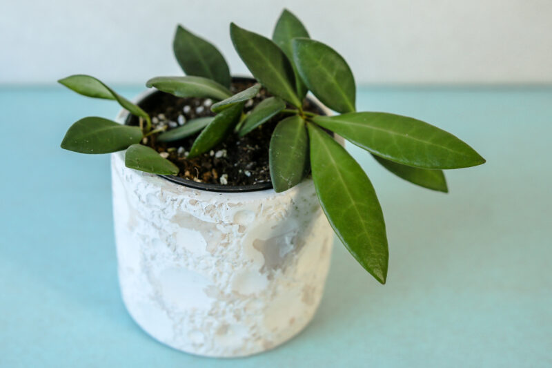 Hoya Burtoniae