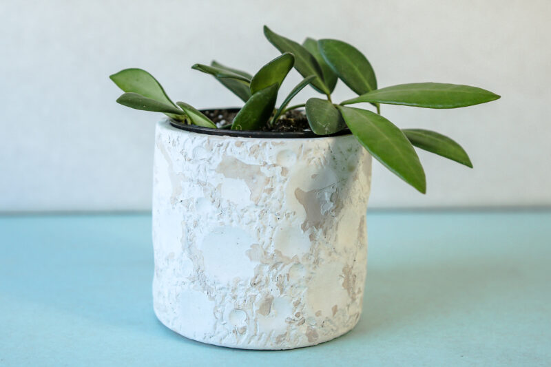 Hoya Burtoniae