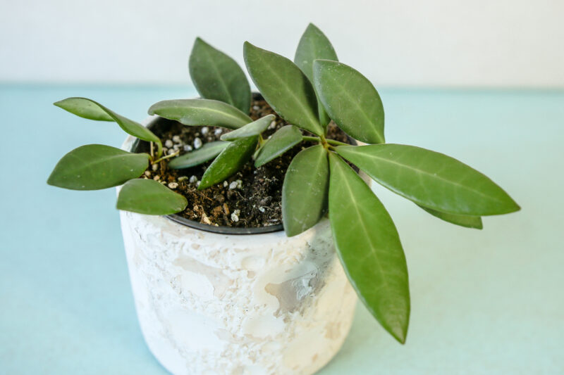 Hoya Burtoniae