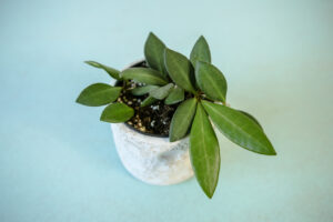 Hoya Burtoniae