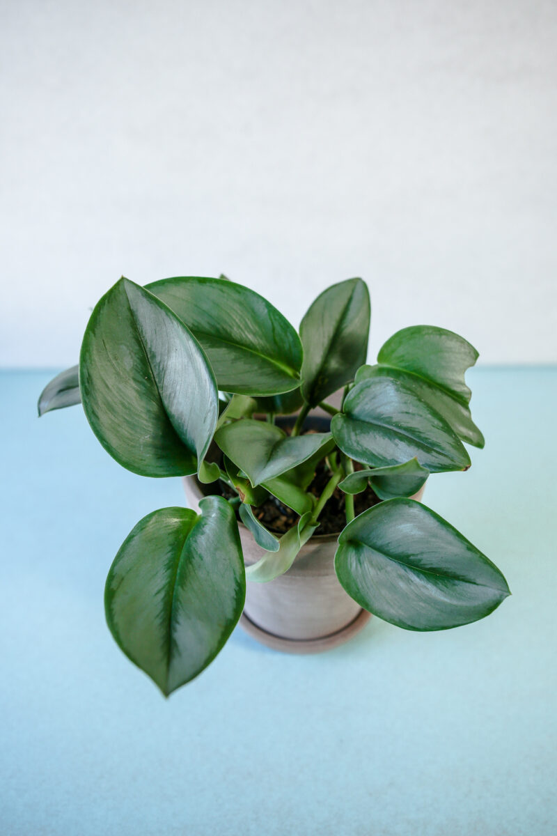Scindapsus Moonlight Scindapsus Moonlight