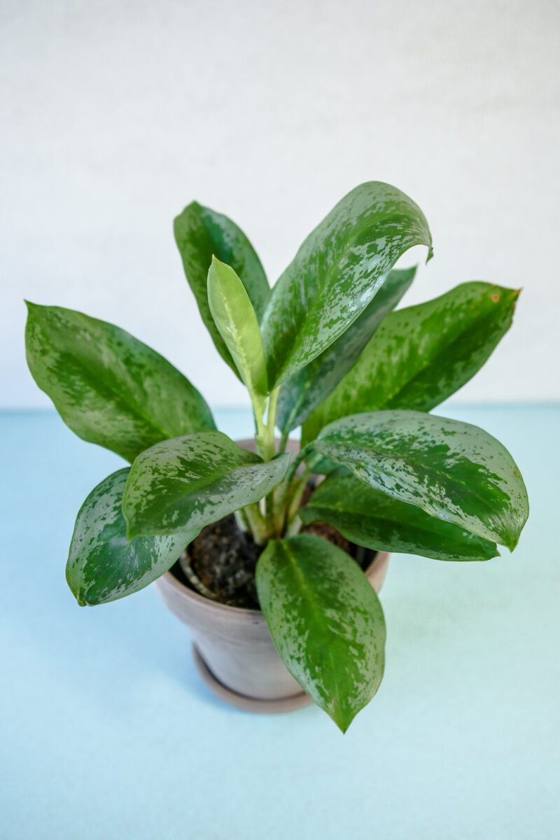 Aglaonema ‘Lemon Mint’ Aglaonema ‘Lemon Mint’