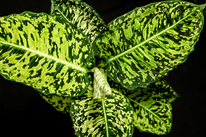 Dieffenbachia Reflector Dieffenbachia Reflector