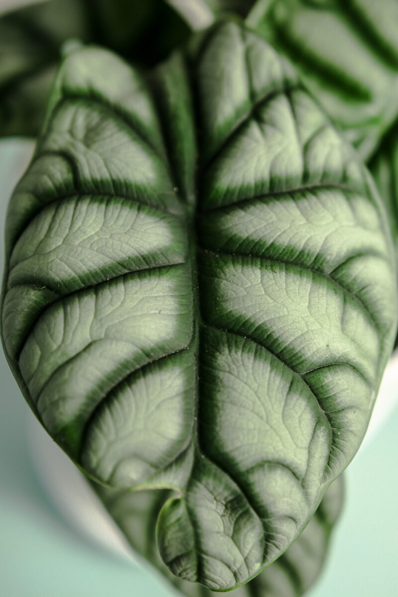 Alocasia Silver Dragon