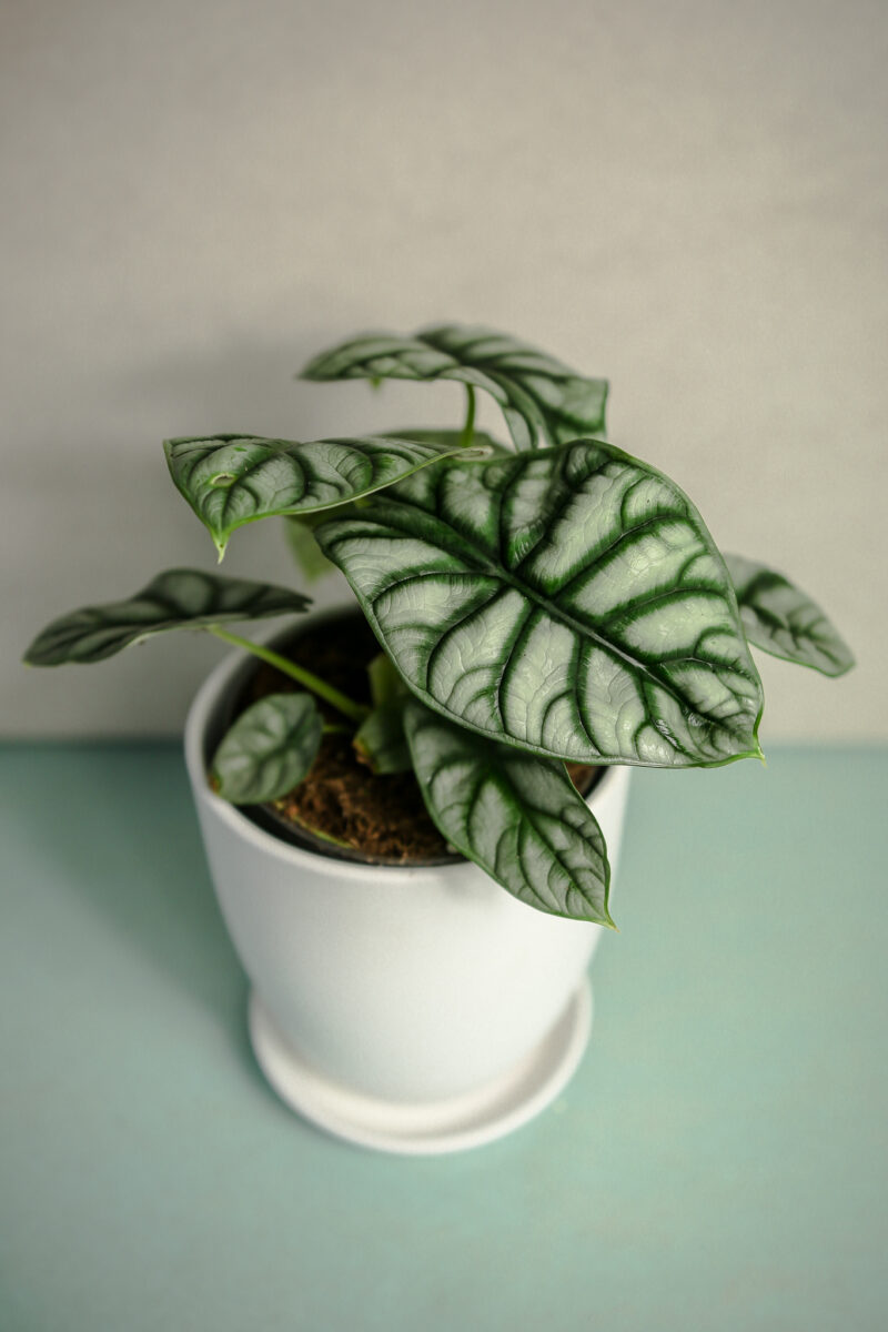 Alocasia Silver Dragon Alocasia Silver Dragon