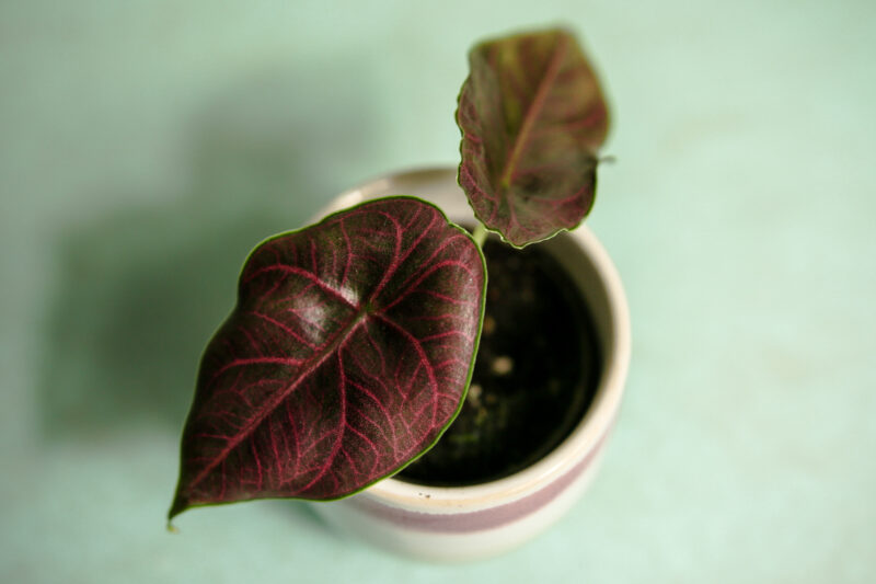 Alocasia Azlanii