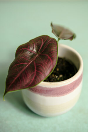 Alocasia Azlanii