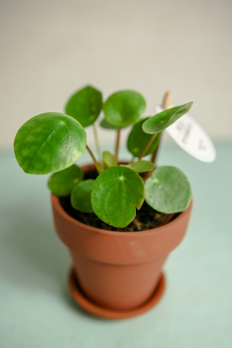 Pilea peperomioides – PIENIĄŻEK Pilea peperomioides – PIENIĄŻEK