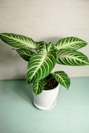 Xanthosoma Lindenii
