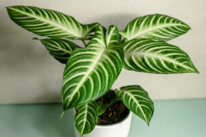 Xanthosoma Lindenii