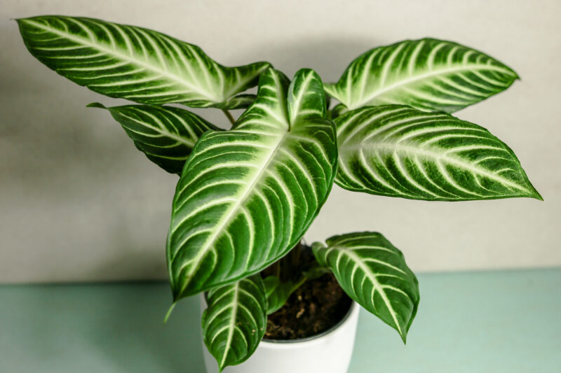 Xanthosoma Lindenii