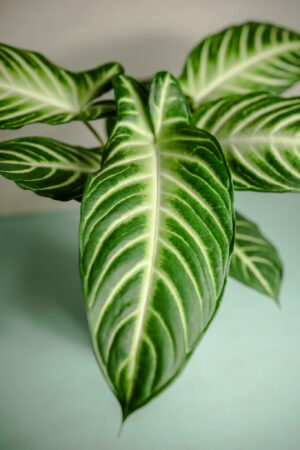 Xanthosoma Lindenii