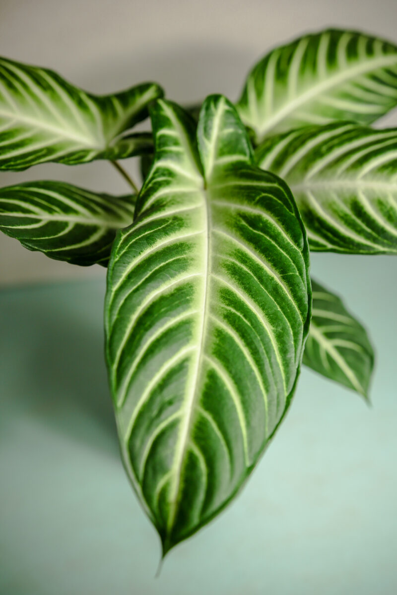 Xanthosoma Lindenii