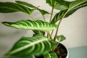 Xanthosoma Lindenii