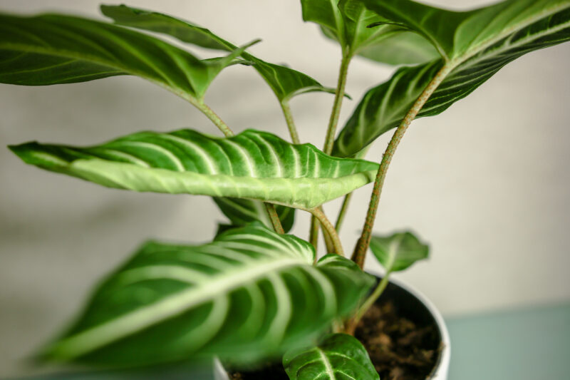Xanthosoma Lindenii
