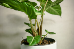 Xanthosoma Lindenii