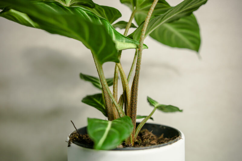 Xanthosoma Lindenii