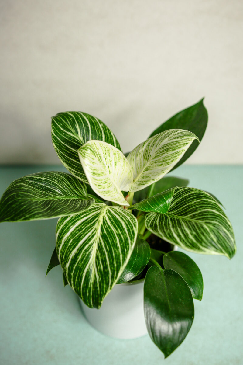 Philodendron Birkin