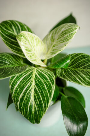 Philodendron Birkin