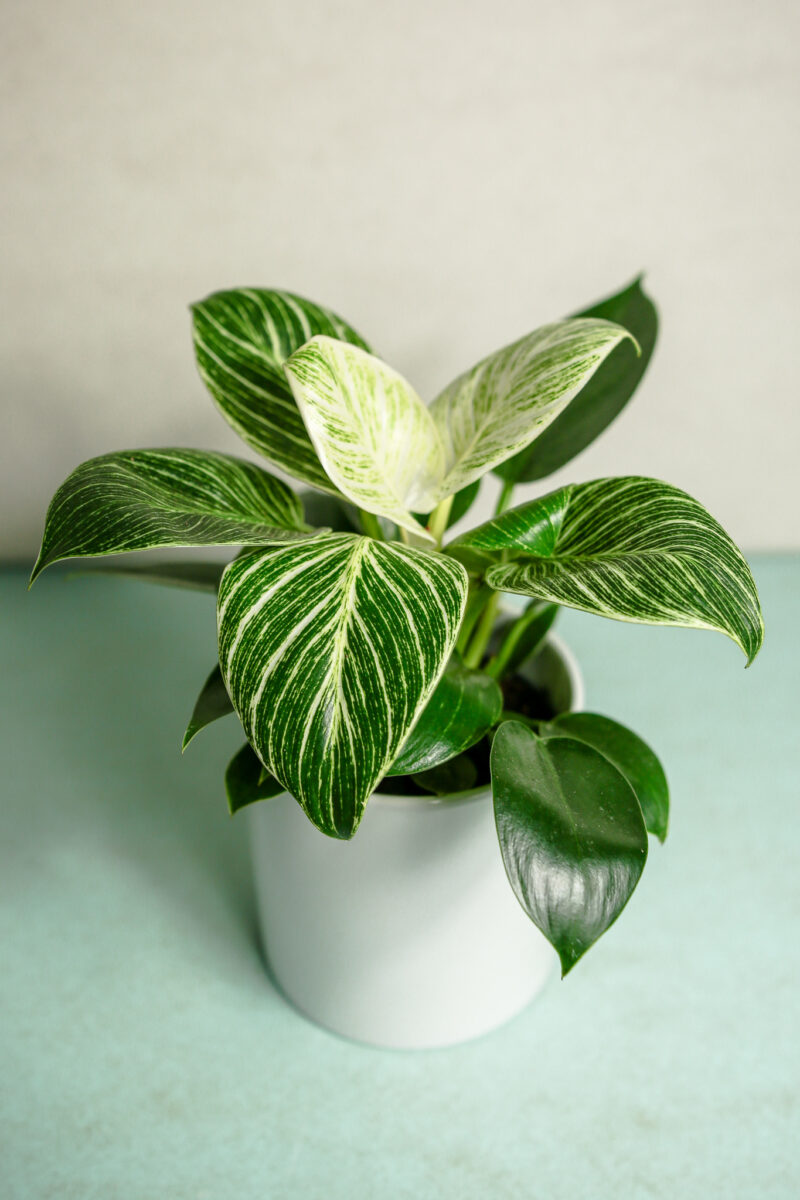 Philodendron Birkin