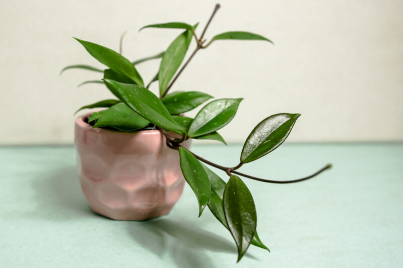 Hoya Carnosa “Dark Red”