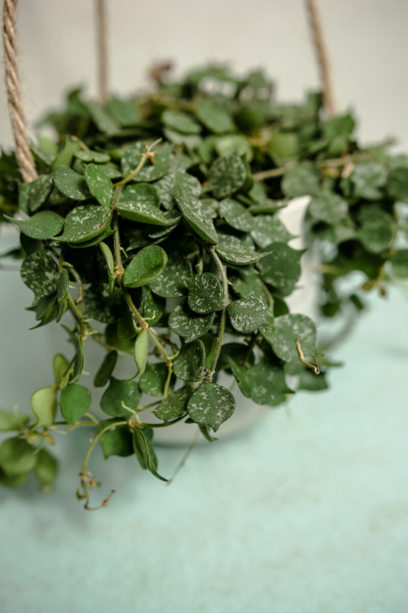 Hoya Curtisii