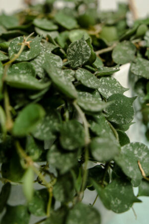 Hoya Curtisii