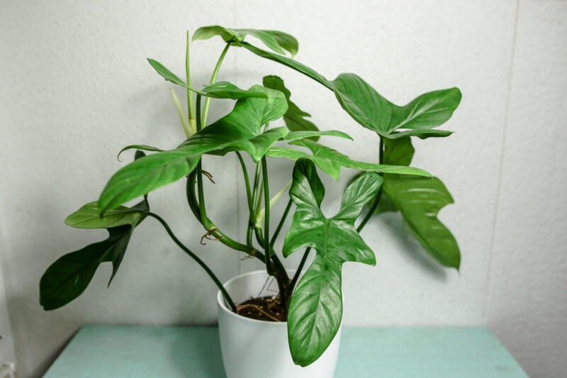 philodendron bipennifolium philodendron bipennifolium