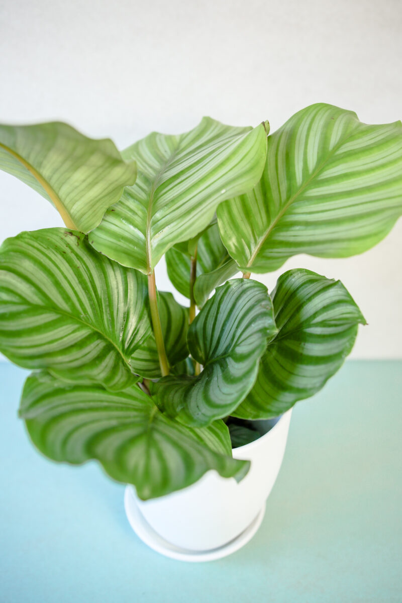 Calathea Orbifolia Calathea Orbifolia