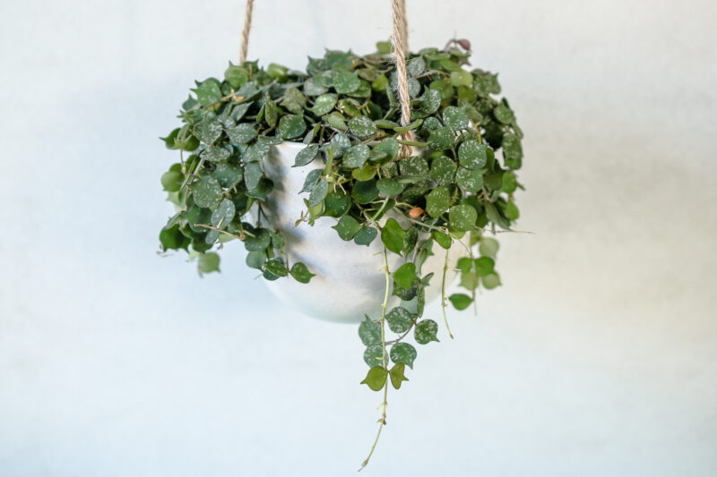 Hoya Curtisii