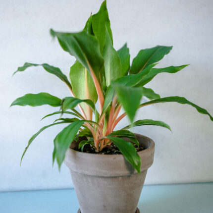 Zielistka ‘Green Orange’