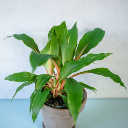 Zielistka ‘Green Orange’