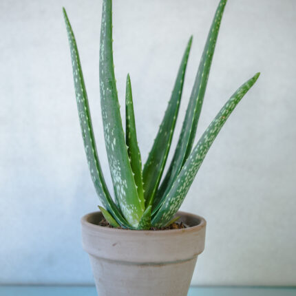 Aloe Vera – Aloes