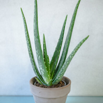 Aloe Vera – Aloes