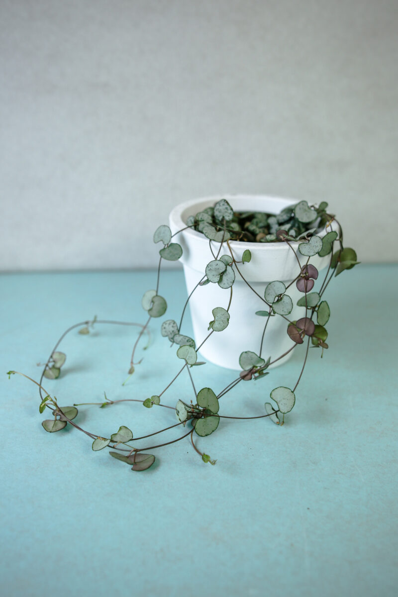 ceropegia woodii silver glory ceropegia woodii silver glory