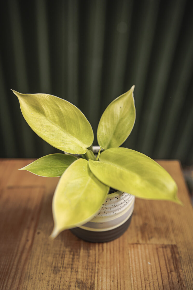 Philodendron Moonlight Philodendron Moonlight