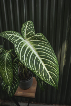 Xanthosoma Lindenii