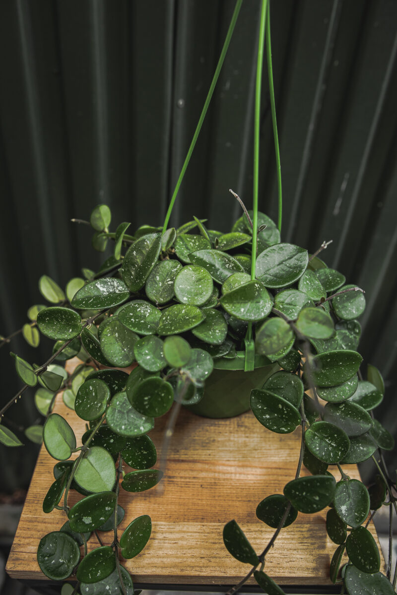 Hoya Mathilde | Hoja Hoya Mathilde | Hoja