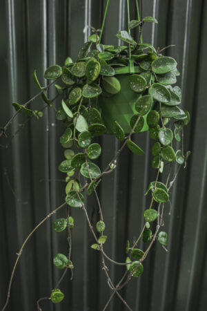 Hoya Mathilde | Hoja
