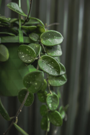 Hoya Mathilde | Hoja