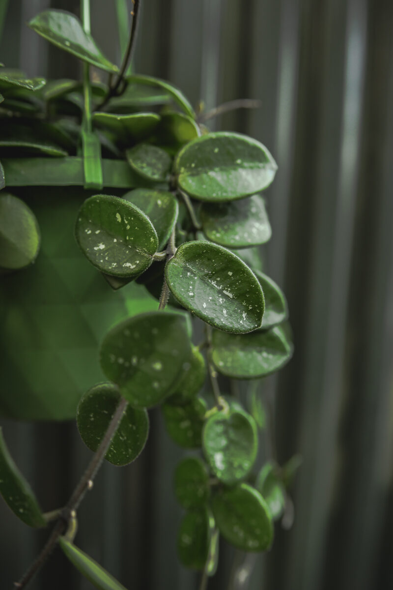 Hoya Mathilde | Hoja