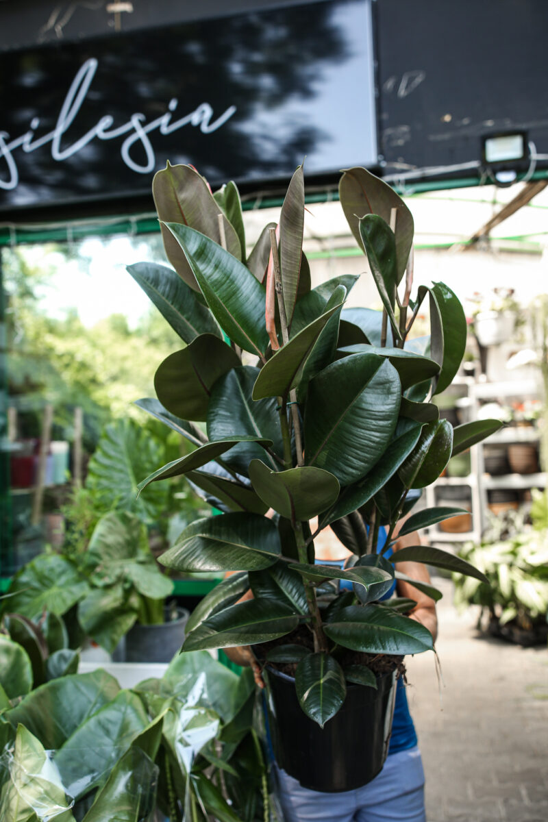 Ficus Robusta Fikus Sprężysty Ficus Robusta Fikus Sprężysty